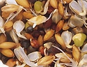 Germination Seeds Parrots, 800 g (1.75 lbs)